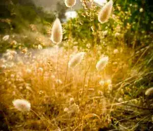 Weed Control