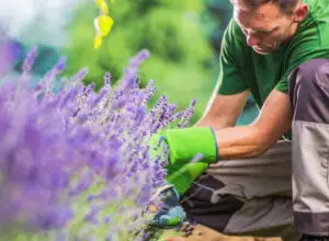 Weed Control