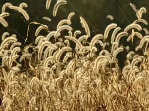 Weed Control